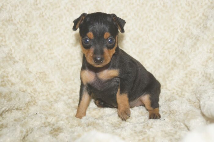 小ぶり！！【ブラックタン】女の子　(２)　ミニチュアピンシャー