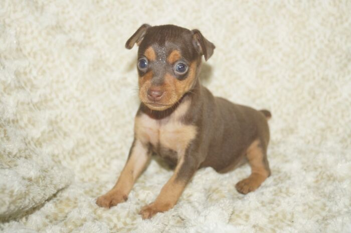 小ぶり！！【チョコタン】女の子　(３)　ミニチュアピンシャー