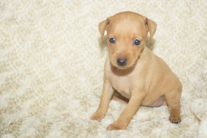 小ぶり！！【レッド】女の子　(４)　ミニチュアピンシャー