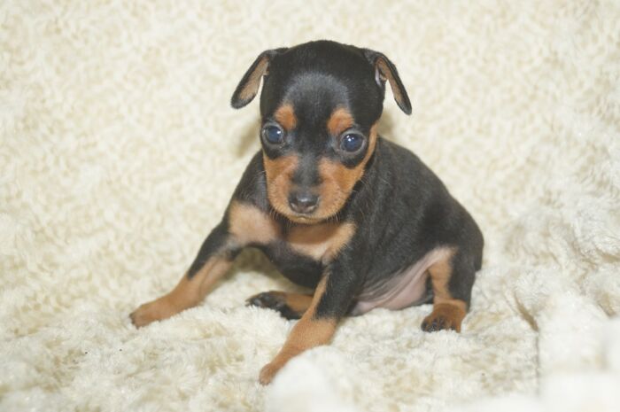 小ぶりイケメン！！【ブラックタン】男の子　(5)　ミニチュアピンシャー