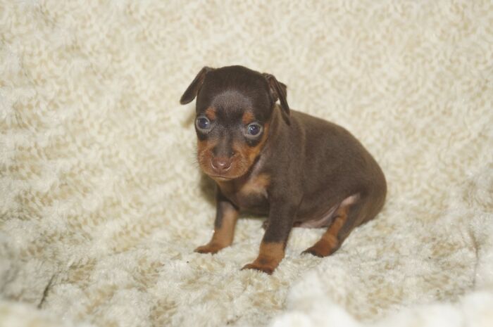 小ぶり！！【チョコタン】男の子　(６)　ミニチュアピンシャー