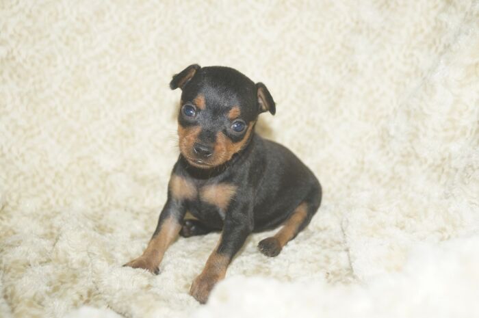 小ぶり！！【ブラックタン】女の子　(4)　ミニチュアピンシャー