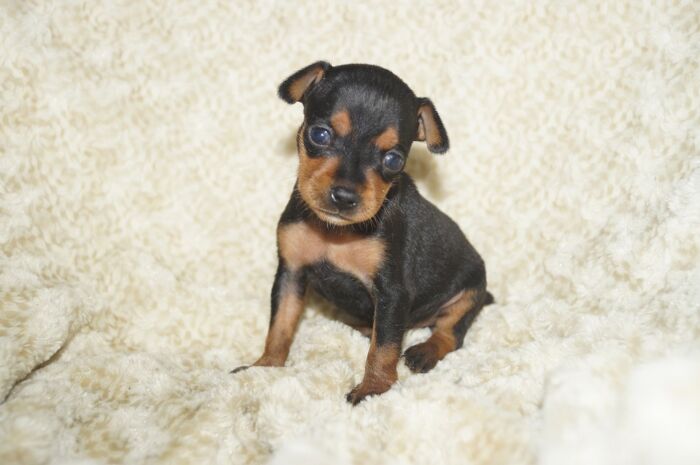 小ぶり！！【ブラックタン】女の子　(5)　ミニチュアピンシャー