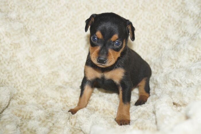 【ブラックタン】男の子　(６)　ミニチュアピンシャー