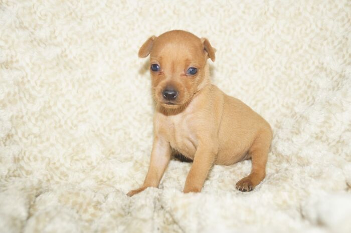 小ぶり！！【レッド】女の子　(７)　ミニチュアピンシャー