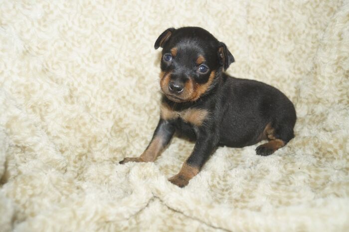 【ブラックタン】女の子　(４)　ミニチュアピンシャー