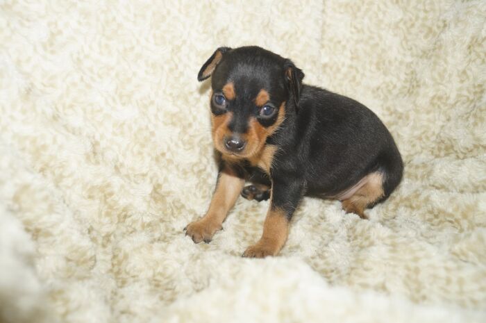 【ブラックタン】女の子　(５)　ミニチュアピンシャー