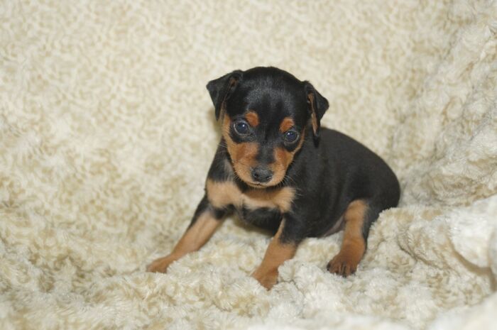 【ブラックタン】女の子　(７)　ミニチュアピンシャー