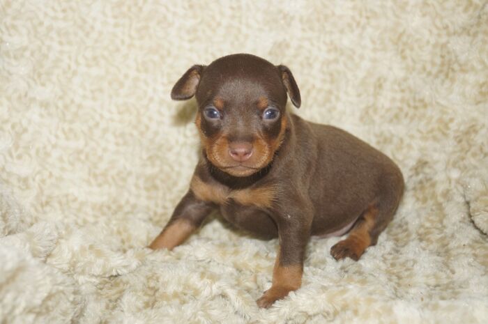 人気色！！【チョコタン】男の子　(７)　ミニチュアピンシャー