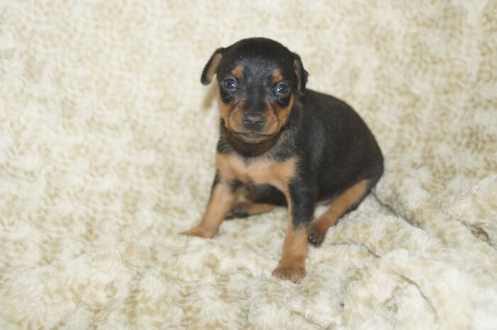 【ブラックタン】男の子　(６)　ミニチュアピンシャー