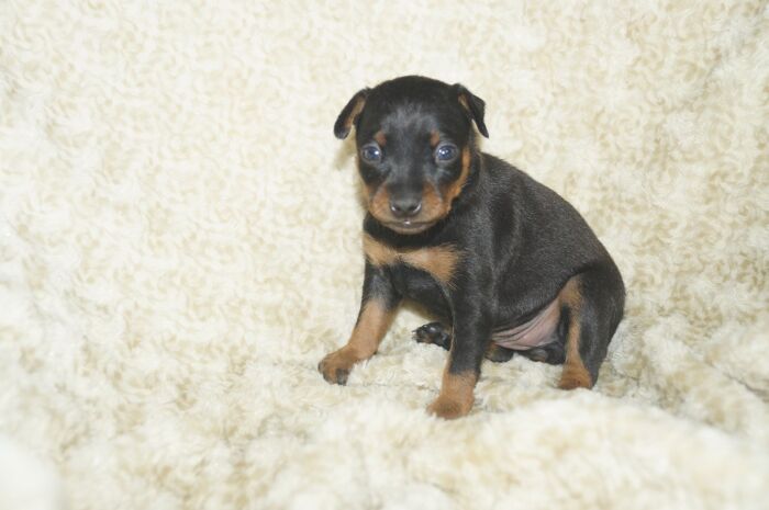 【ブラックタン】女の子　(５)　ミニチュアピンシャー