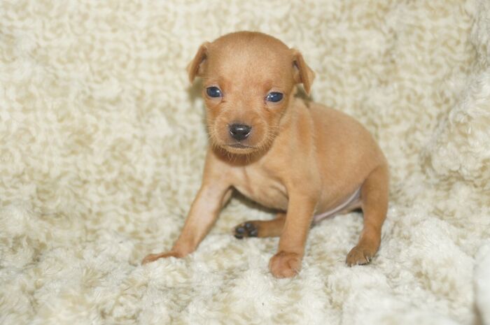 小ぶり！！【レッド】男の子　(５)　ミニチュアピンシャー