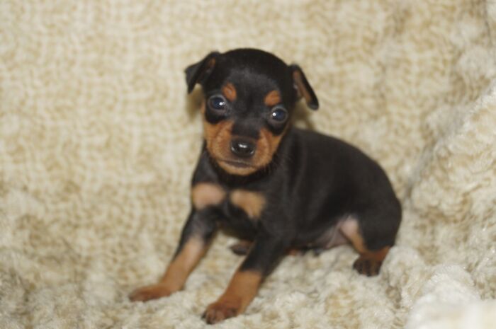 小ぶり！！【ブラックタン】男の子　(６)　ミニチュアピンシャー