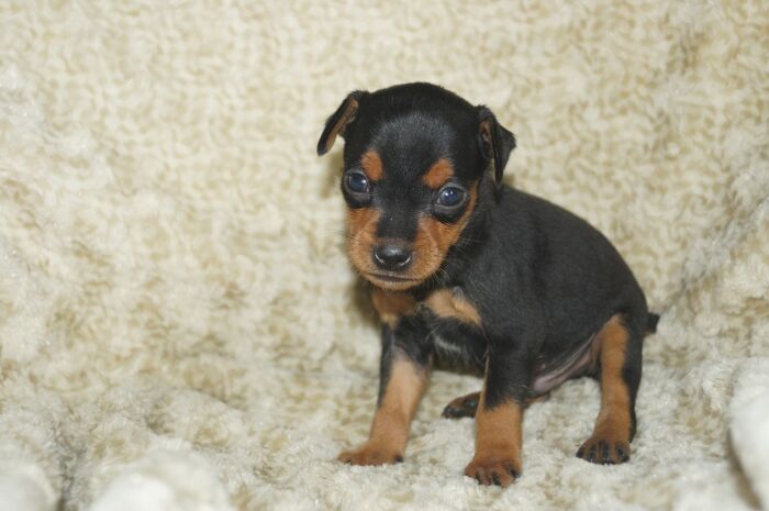 小ぶりイケメン！！【ブラックタン】男の子　(８)　ミニチュアピンシャー