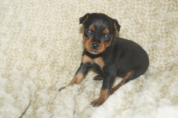 小ぶり！！【ブラックタン】女の子　　ミニチュアピンシャー　０５