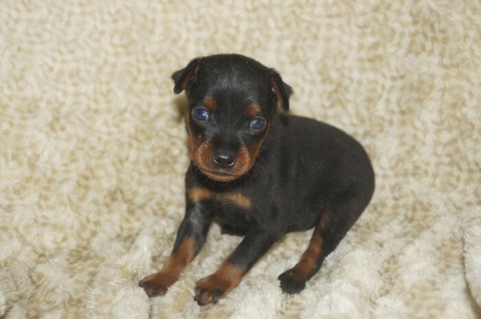 小ぶり！！【ブラックタン】男の子　　ミニチュアピンシャー　０３