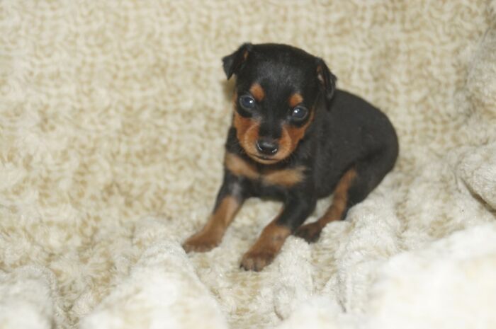 小ぶり！！【ブラックタン】男の子　　ミニチュアピンシャー　０４