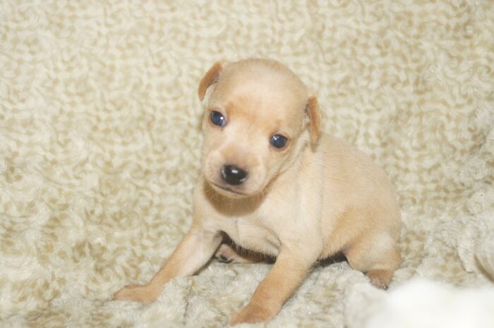 小ぶり！！【レッド】女の子　　ミニチュアピンシャー　