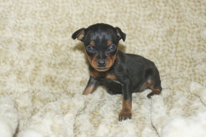 極小！！【ブラックタン】女の子　　ミニチュアピンシャー　０２