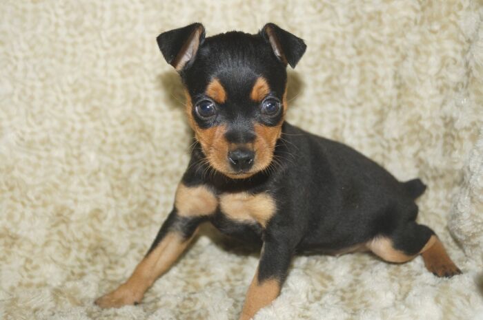 小ぶり美人！！【ブラックタン】女の子　　ミニチュアピンシャー　０１