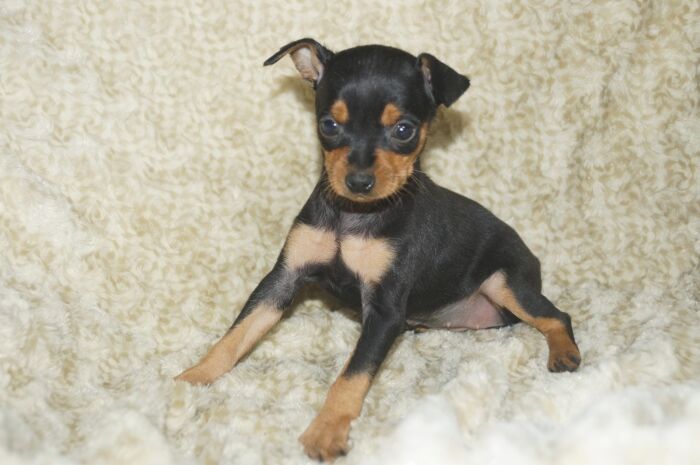 小ぶり美人！！【ブラックタン】女の子　　ミニチュアピンシャー　０２