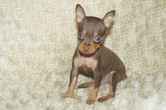 小ぶり人気色！！【チョコタン】男の子　　ミニチュアピンシャー　０３