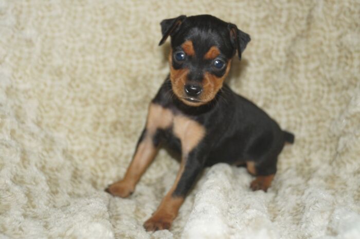 小ぶり！！【ブラックタン】女の子　　ミニチュアピンシャー　０３