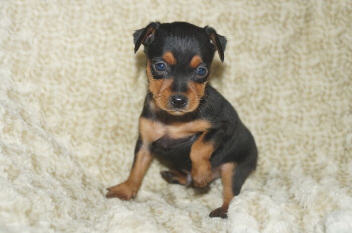 小ぶり！！【ブラックタン】男の子　　ミニチュアピンシャー　０４