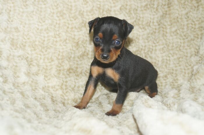 小ぶり！！【ブラックタン】男の子　　ミニチュアピンシャー　０５