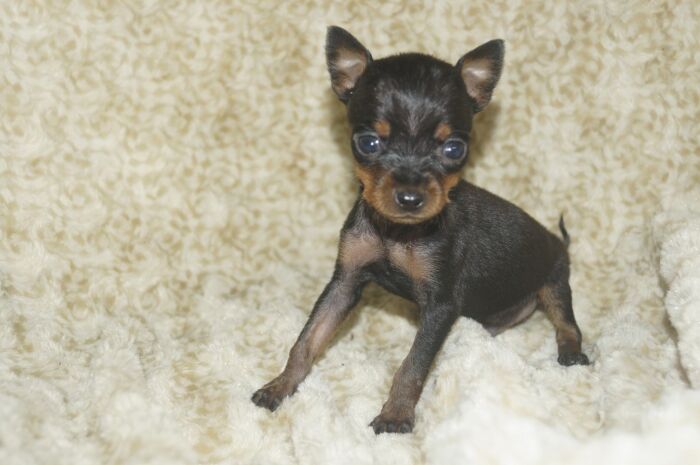 極小！！【ブラックタン】男の子　　ミニチュアピンシャー　03