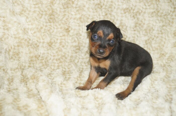 小ぶり！！【ブラックタン】女の子　　ミニチュアピンシャー　04