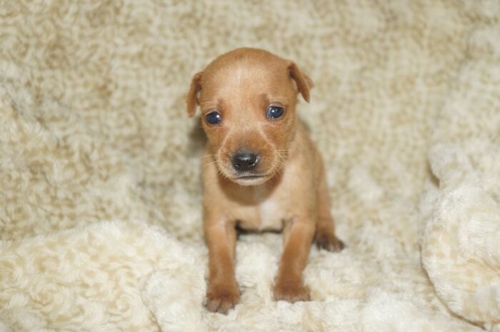 【レッド】女の子　　ミニチュアピンシャー　05