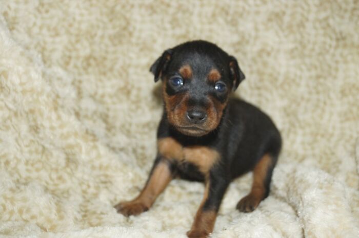 【ブラックタン】男の子　　ミニチュアピンシャー　06