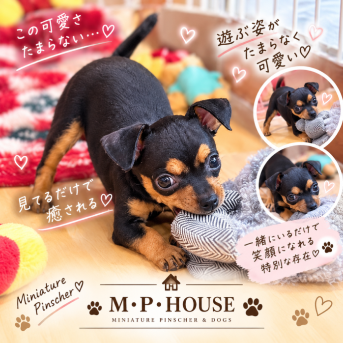 可愛い子犬ちゃん