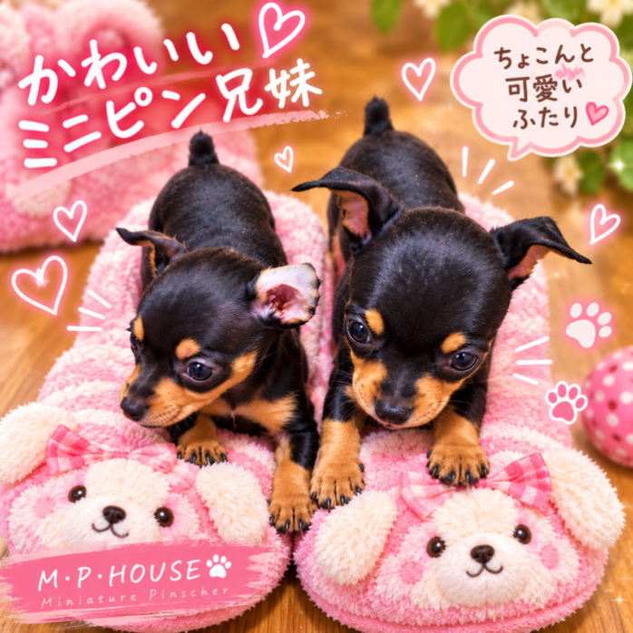 可愛い子犬ちゃん♥️
